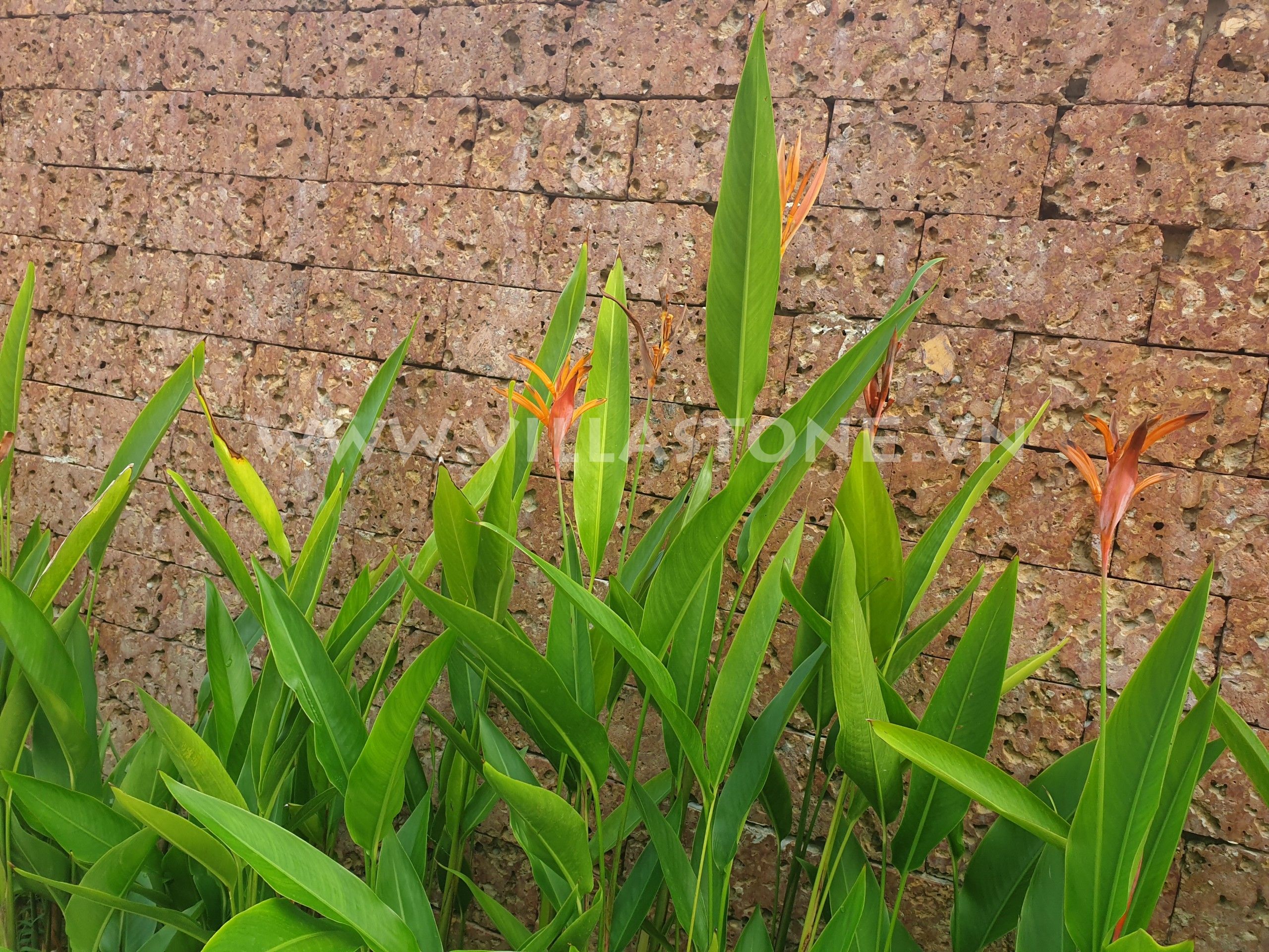 Vietnam Red Lavastone